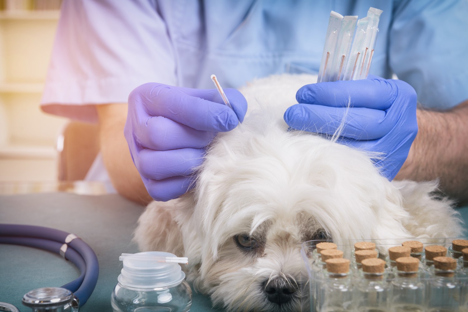 Dog getting Acupuncture