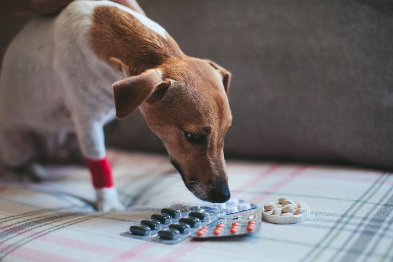 Dog with medicine