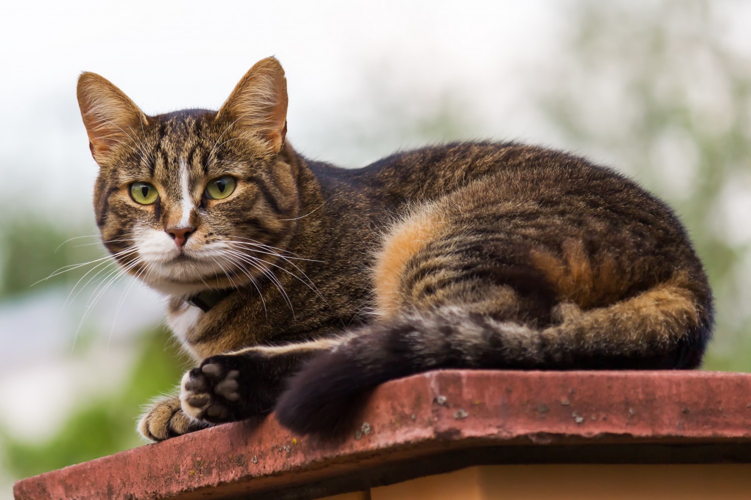 Cat on Ledge