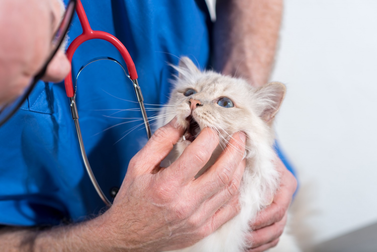 Dr. Looking at Cat Teeth