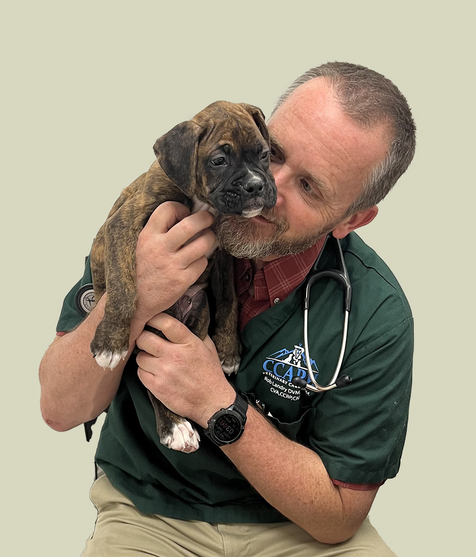 Dr. Laundry bonding with a puppy