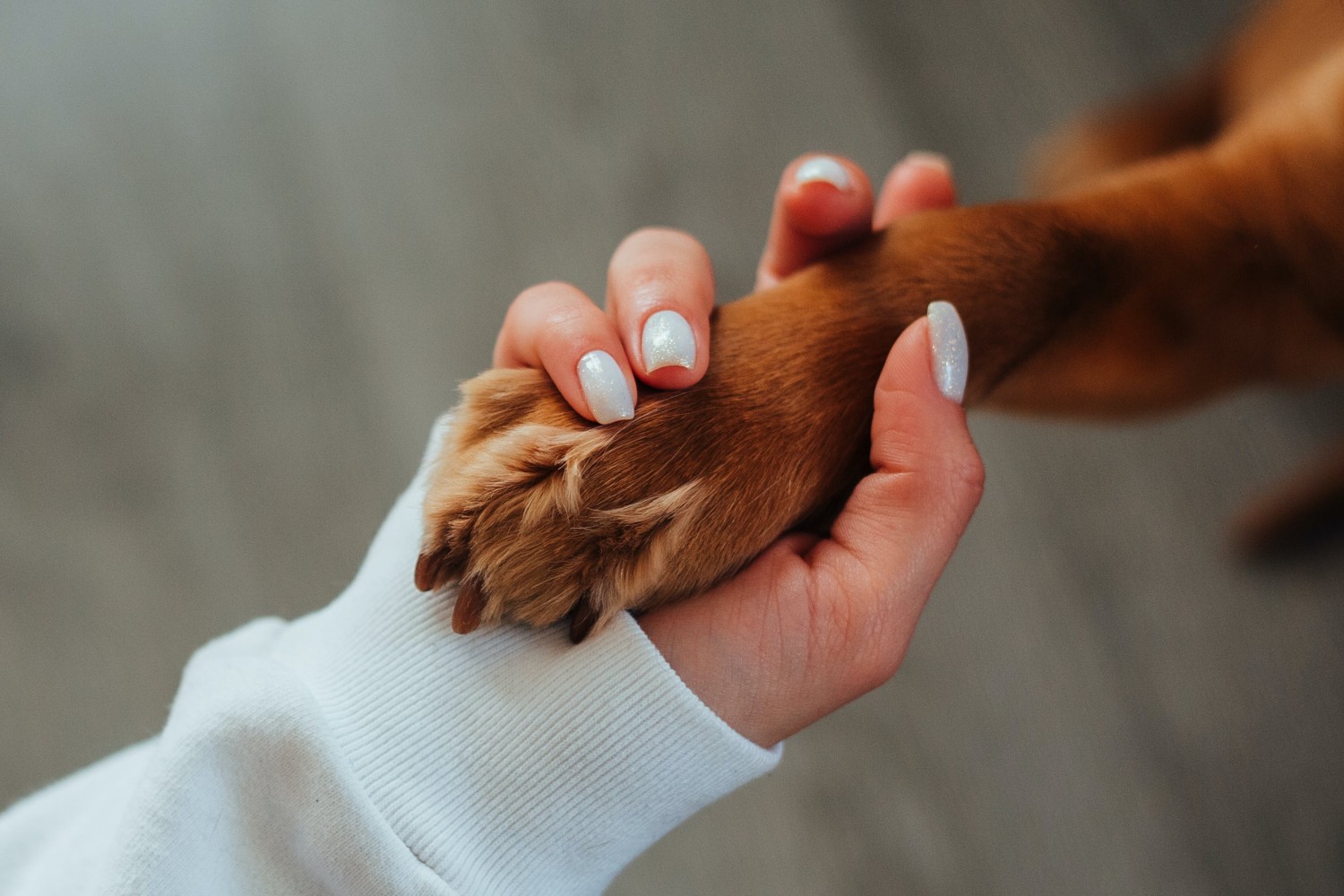 Dog Receiving Nail Trim